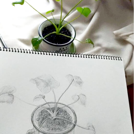 植物のデッサンをしている様子